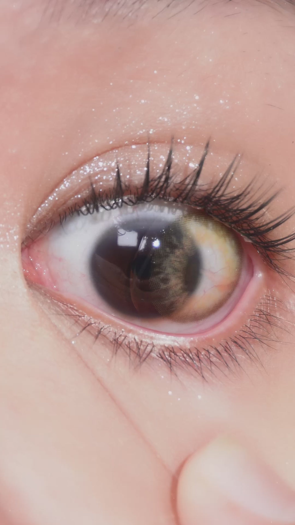 Sugarlook Brown